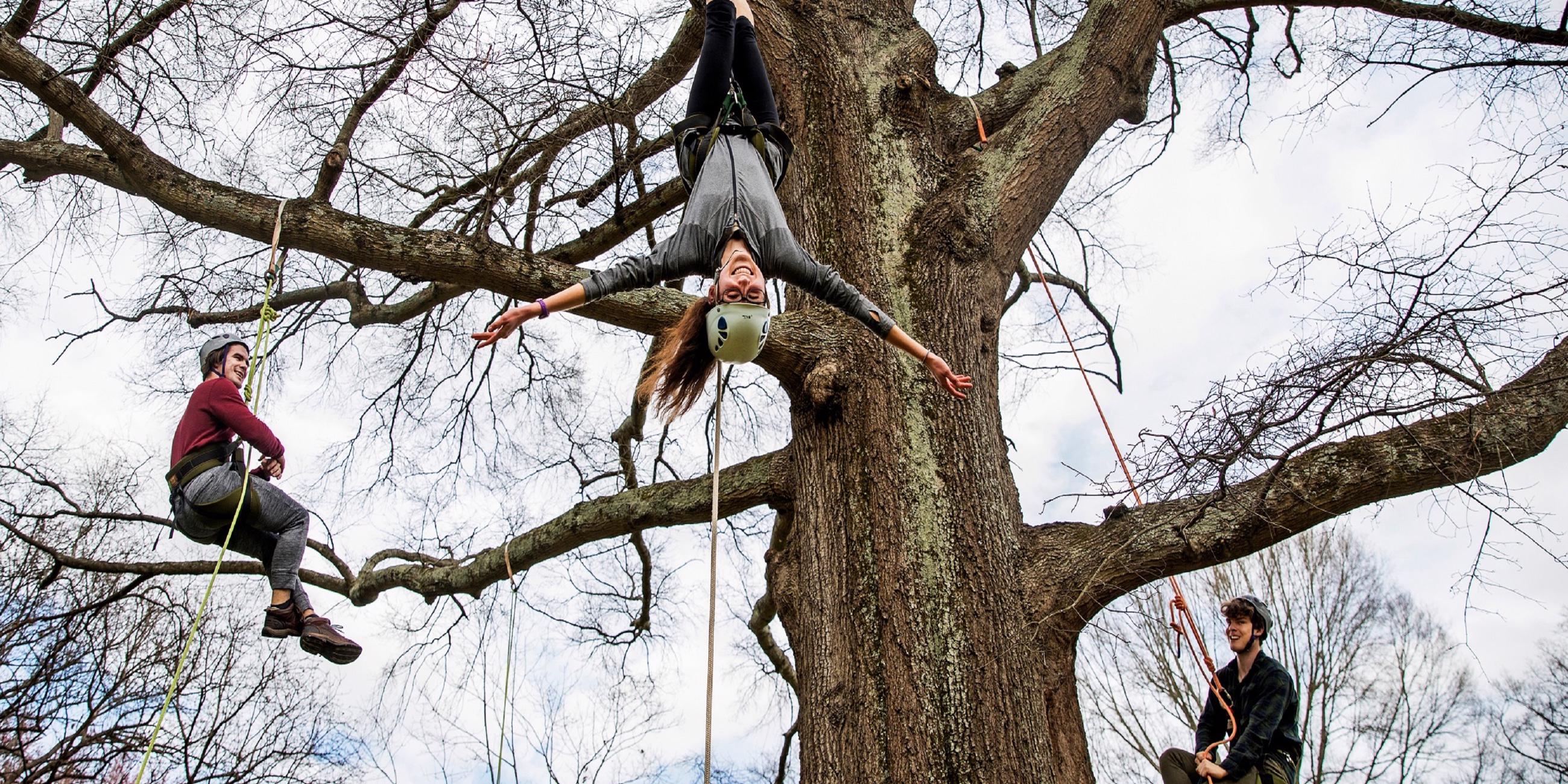 Man Climbing Palm Tree with Aid of Rope Made From Palm - UWDC - UW-Madison  Libraries